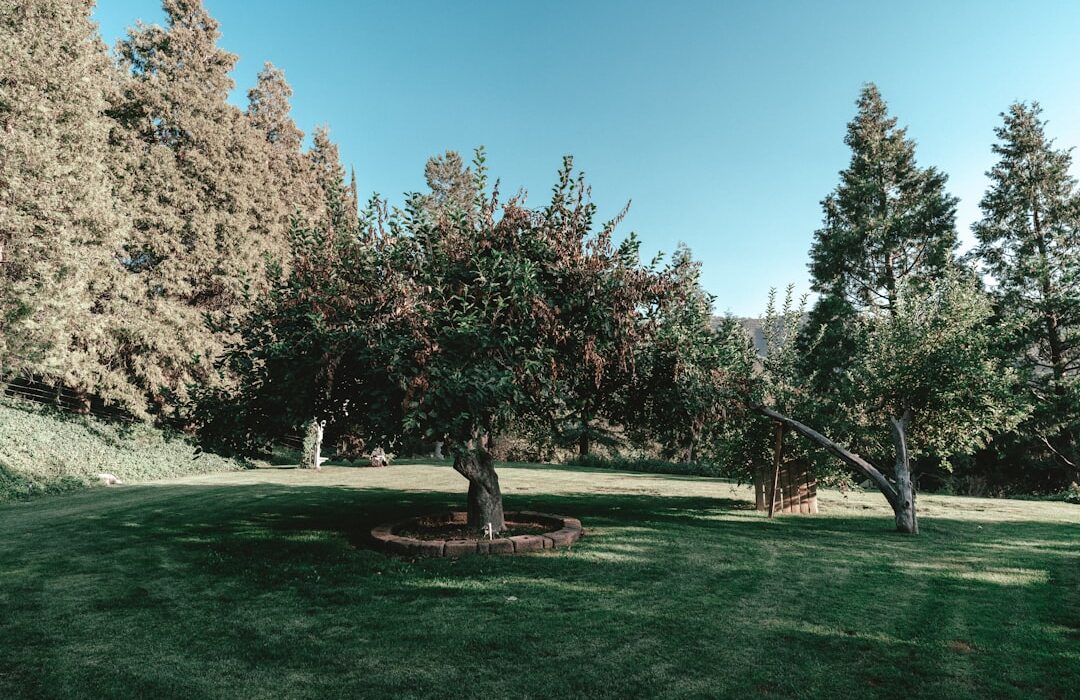 How to Start a Backyard Orchard in a Small Space