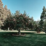 How to Start a Backyard Orchard in a Small Space