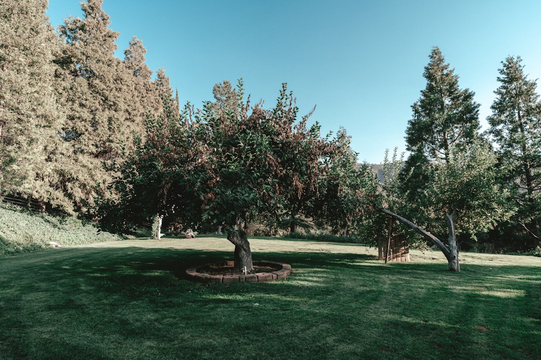 How to Start a Backyard Orchard in a Small Space (2026) - Planters Realm