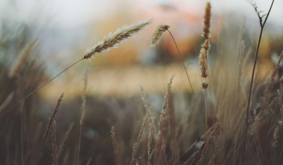 How to Stop Weeds from Growing: Proactive Prevention Strategies