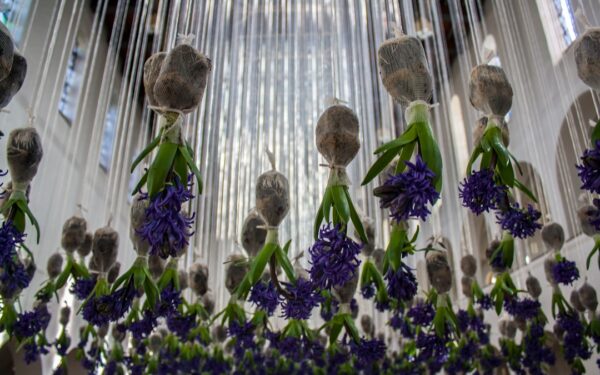 How to Store Tender Bulbs Over Winter