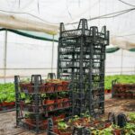 How to Use Trap Crops to Protect Your Vegetable Garden