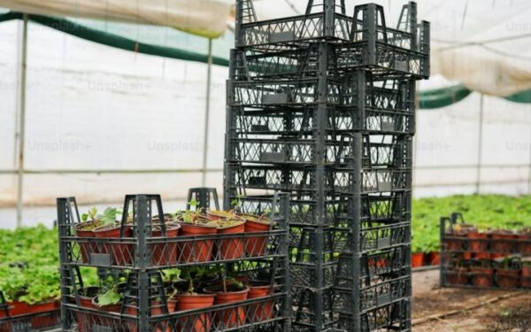 How to Use Trap Crops to Protect Your Vegetable Garden