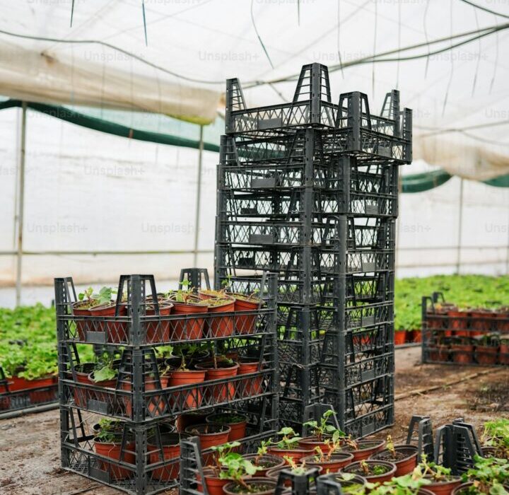 How to Use Trap Crops to Protect Your Vegetable Garden