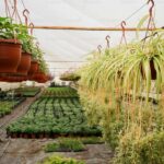 Hydroponic Herb Garden: Fresh Herbs Without Soil Year Round