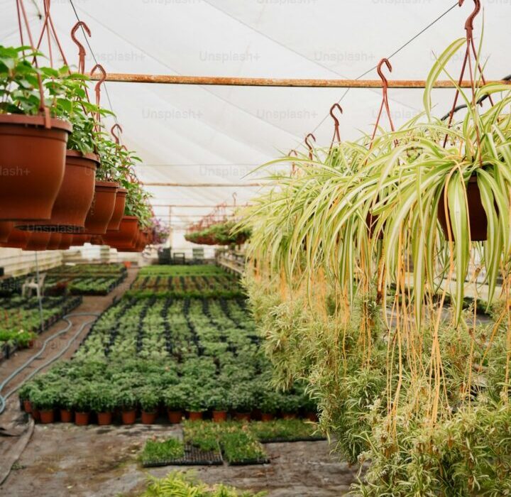 Hydroponic Herb Garden: Fresh Herbs Without Soil Year Round