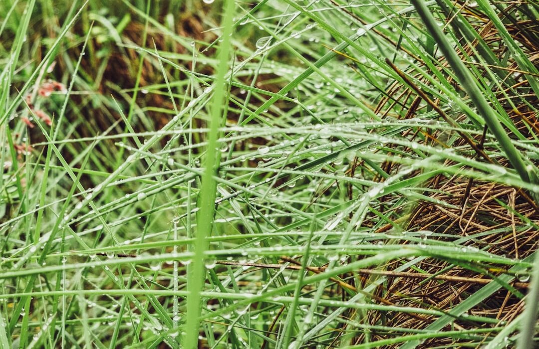 Identifying Common Garden Weeds: What Is Growing in Your Yard
