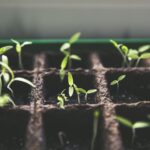 Fresh herbs growing in pots on a sunny kitchen windowsill
