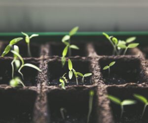 Fresh herbs growing in pots on a sunny kitchen windowsill