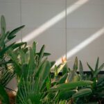 Indoor Plant Care by Season: What Changes Spring Through Winter