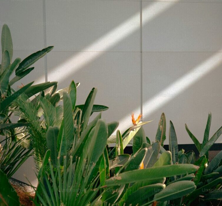 Indoor Plant Care by Season: What Changes Spring Through Winter