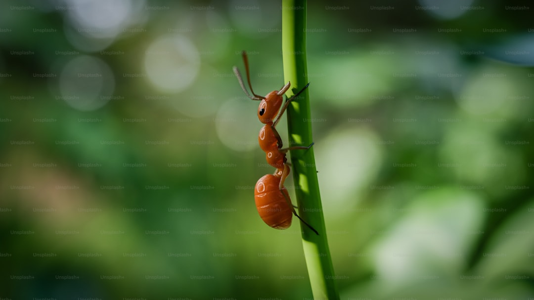 Japanese Beetle Control: Organic Solutions for Your Garden