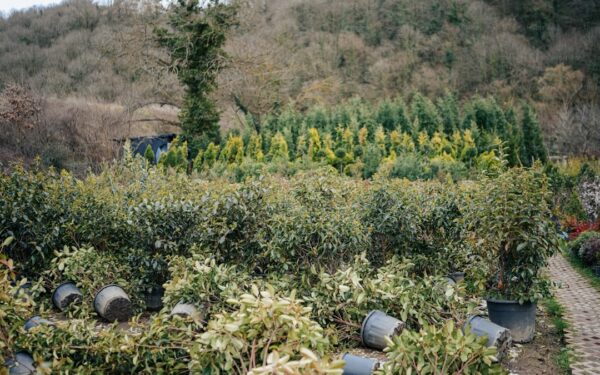 Japanese Beetles: Identify, Prevent, and Eliminate