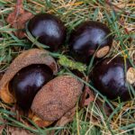 Juglone and Black Walnut: What You Can and Cannot Grow Nearby
