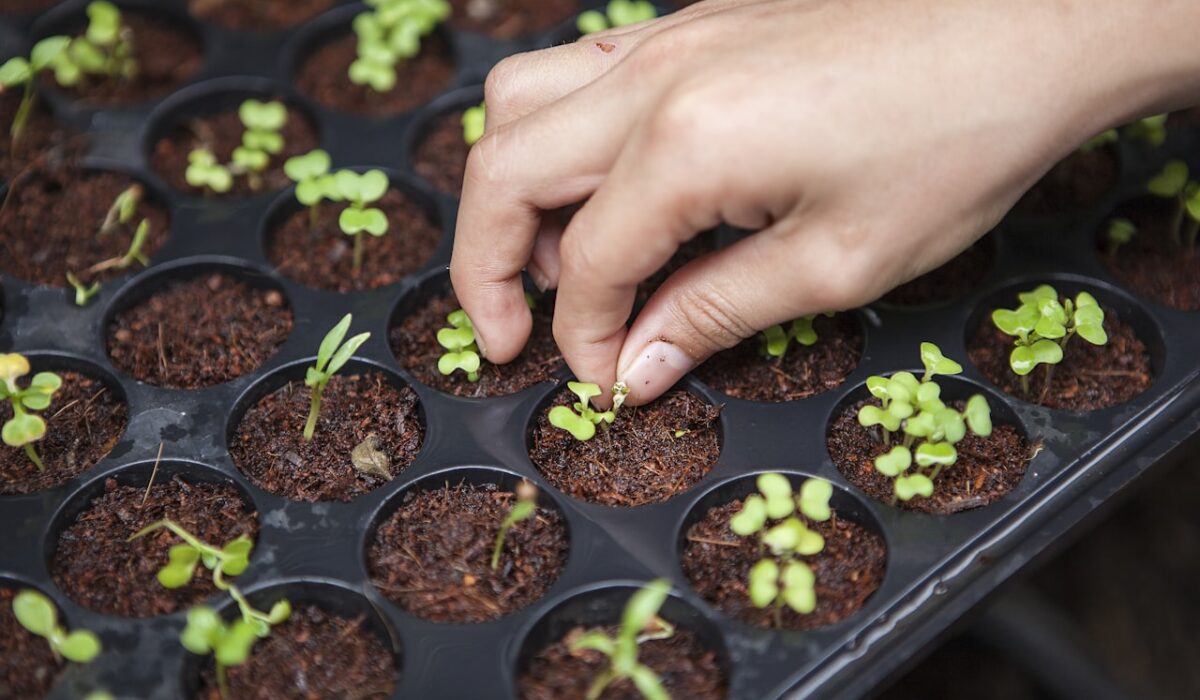 Ladybug on a green leaf providing natural pest control in garden