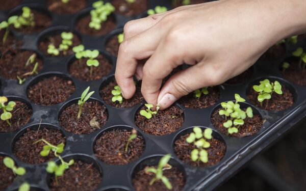 Ladybug on a green leaf providing natural pest control in garden