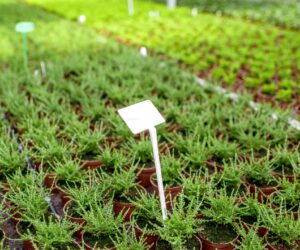 Layered Bulb Planting: Lasagna Method for Continuous Blooms