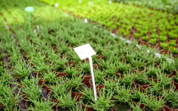 Layered Bulb Planting: Lasagna Method for Continuous Blooms