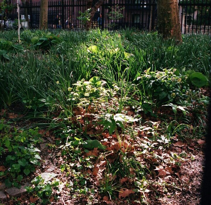 Living Mulch: Plants That Act as Ground Cover Mulch
