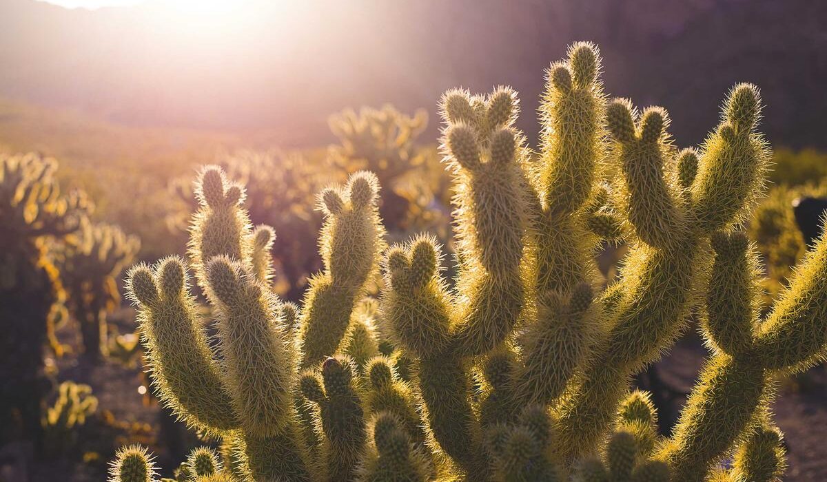 Low-Maintenance Accessible Garden Plants