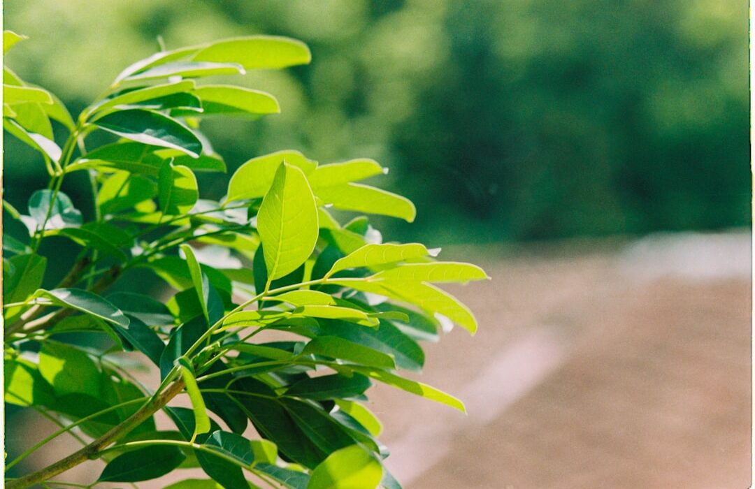 Making Compost Tea: Liquid Fertilizer from Your Compost Pile