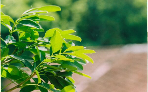 Making Compost Tea: Liquid Fertilizer from Your Compost Pile