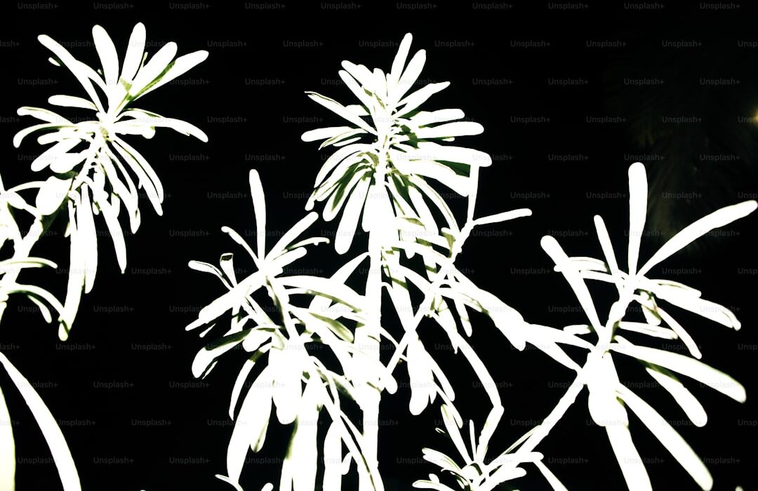 Medicinal Herb Garden: 10 Healing Plants to Grow at Home