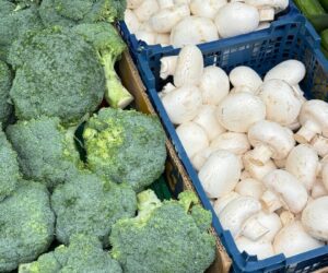 Microgreen Business: How to Start Selling Microgreens