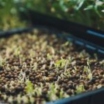 Microgreen Growing Supplies: Everything You Need to Start