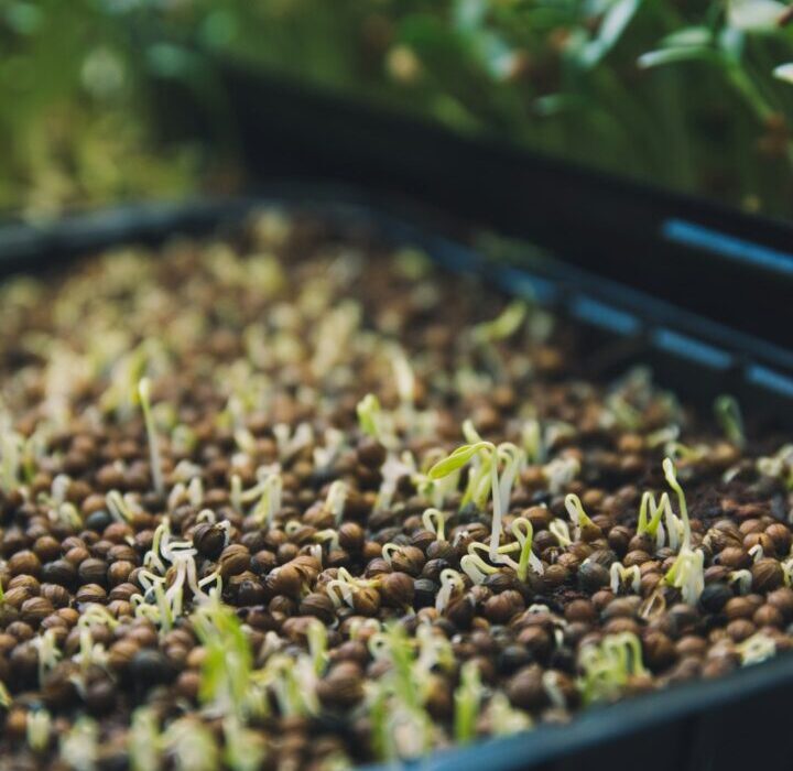Microgreen Growing Supplies: Everything You Need to Start