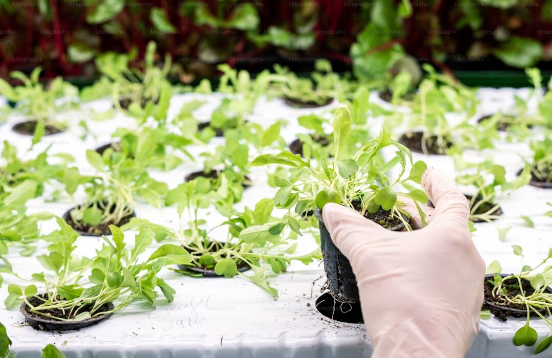 Microgreen Seed Density Chart: How Much to Plant