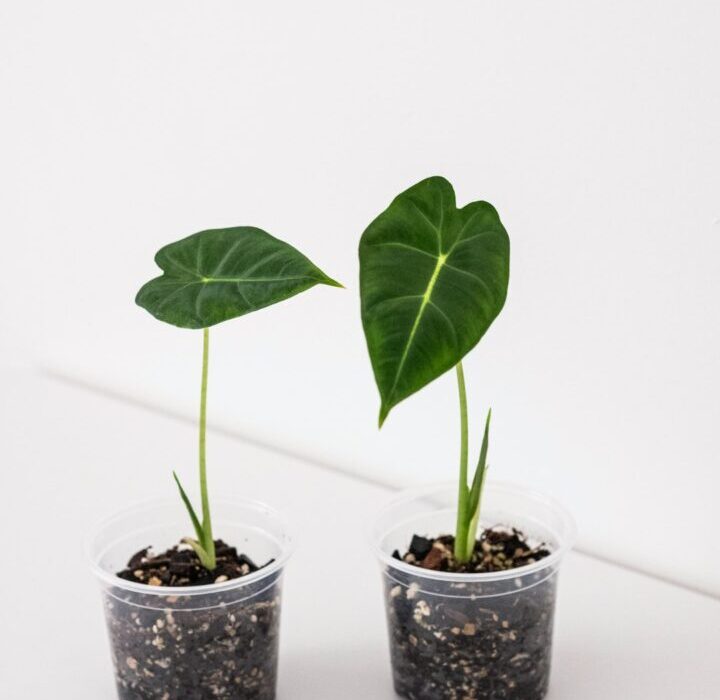 Microgreens vs Sprouts: What's the Difference and Which Is Better