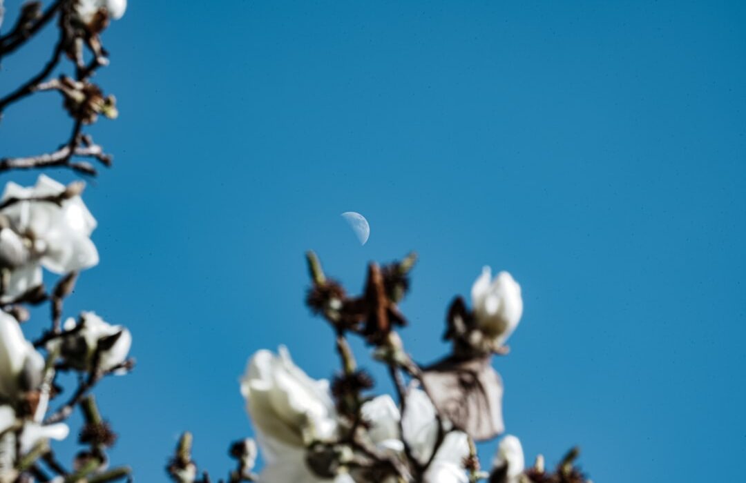 Moon Gardening: Planting by Lunar Phases
