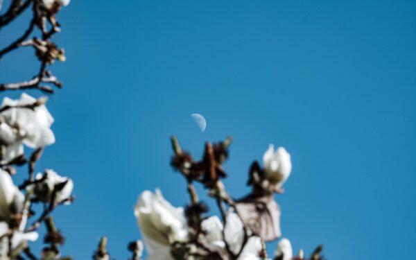 Moon Gardening: Planting by Lunar Phases