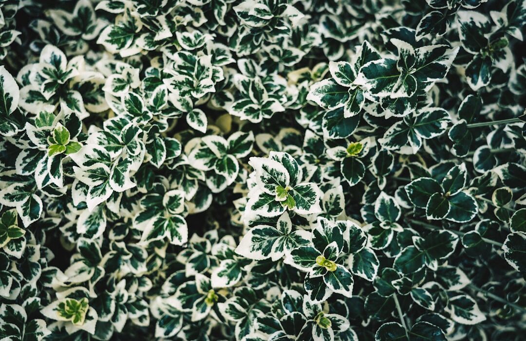 Mosaic Virus: Prevention Is the Only Cure