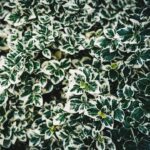 Mosaic Virus: Prevention Is the Only Cure