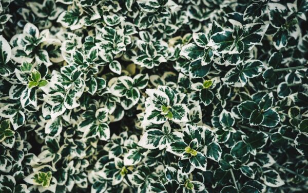 Mosaic Virus: Prevention Is the Only Cure