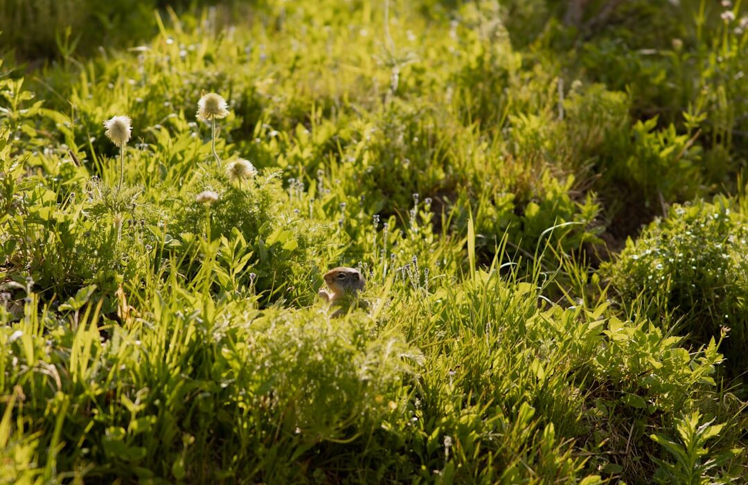 Moss Garden Guide: Growing and Encouraging Moss