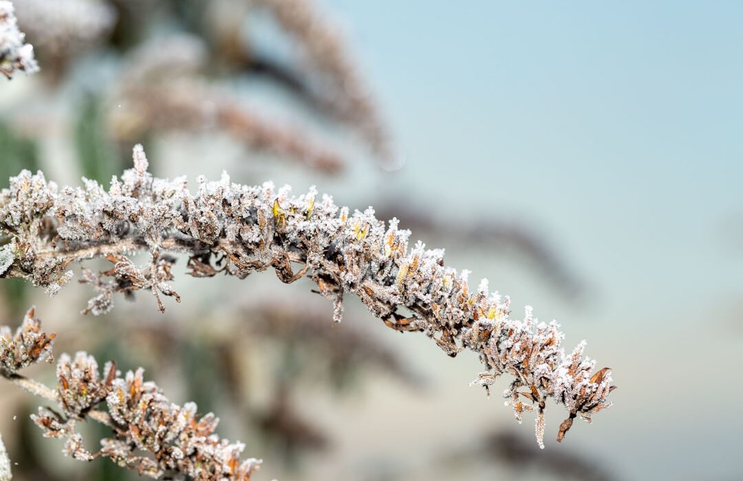 Mulching for Winter: Protect Plants from Cold and Frost