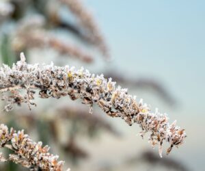 Mulching for Winter: Protect Plants from Cold and Frost