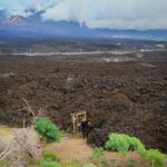 Mulching Mistakes: 7 Errors That Damage Your Plants