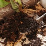 Mycorrhizal Fungi: How Soil Biology Supercharges Plant Growth