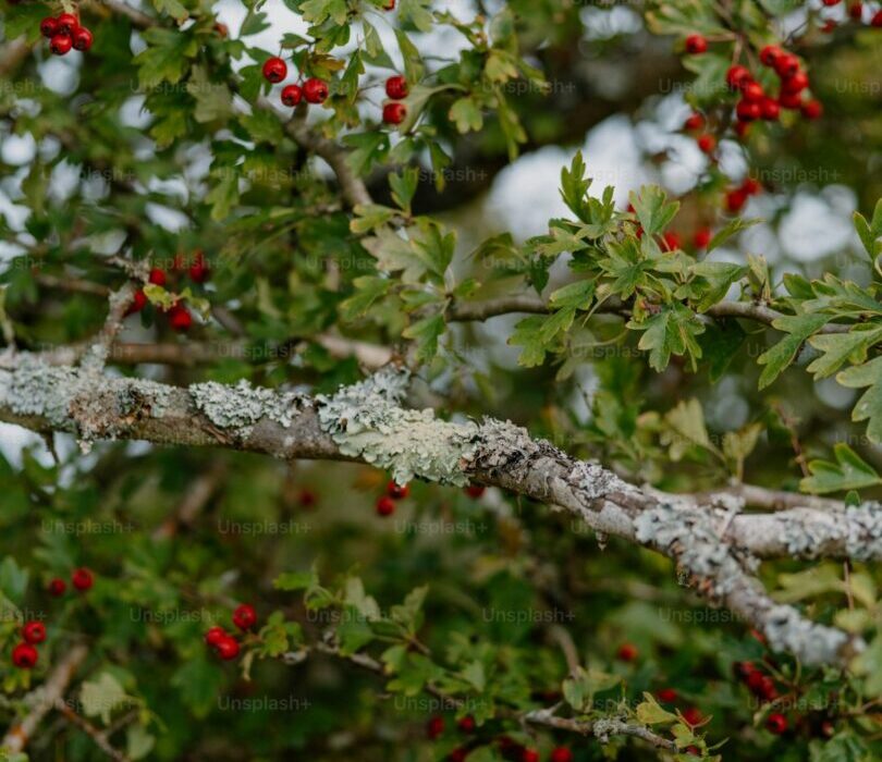 Native Shrubs for Wildlife: Attract Birds, Butterflies, and Pollinators