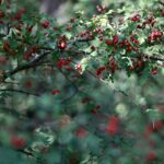 Native Shrubs for Wildlife: Food and Shelter for Birds