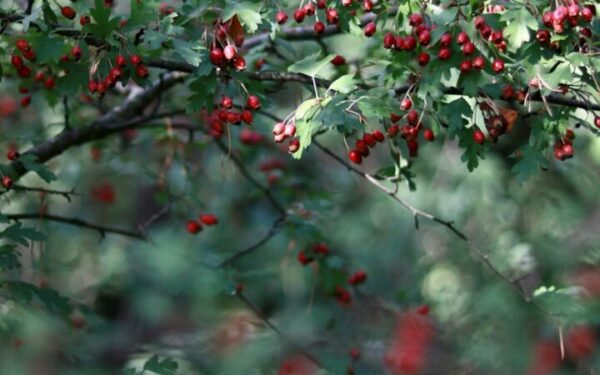 Native Shrubs for Wildlife: Food and Shelter for Birds