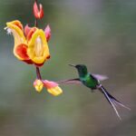 Native Trees for Wildlife Habitat and Ecological Gardening