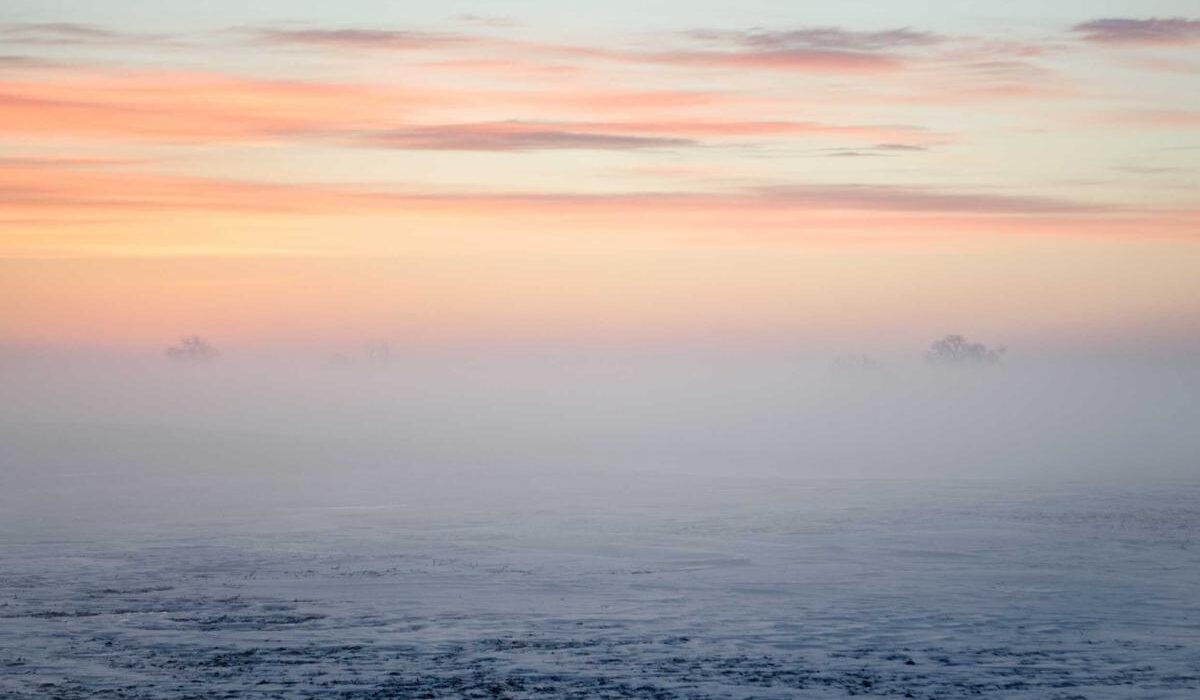 Naturalizing Bulbs: Meadows of Self-Spreading Flowers