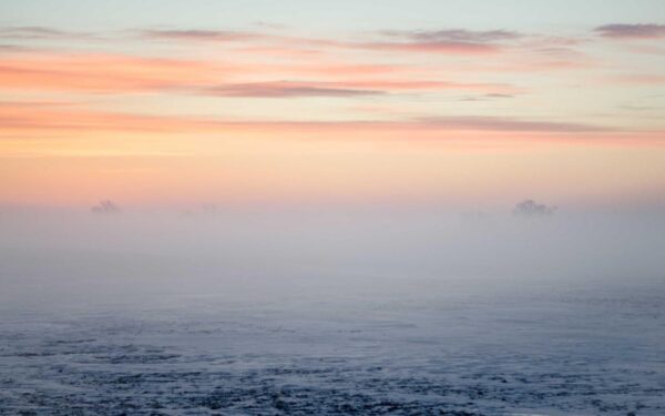 Naturalizing Bulbs: Meadows of Self-Spreading Flowers