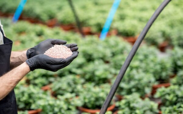 Nitrogen-Fixing Plants: How Legumes Feed Your Entire Garden