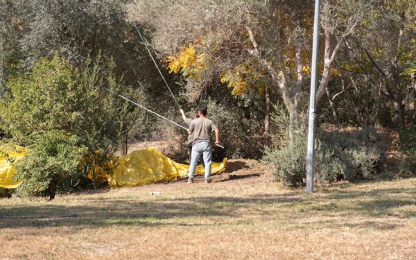 No-Dig Weed Control: How Sheet Mulching Eliminates Weeds